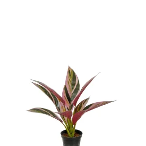 Begränsat erbjudande Cordyline Konstväxt Rosagrön