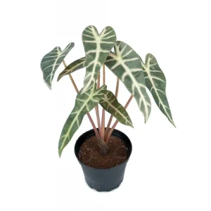 Beställ nu Alocasia Konstväxt